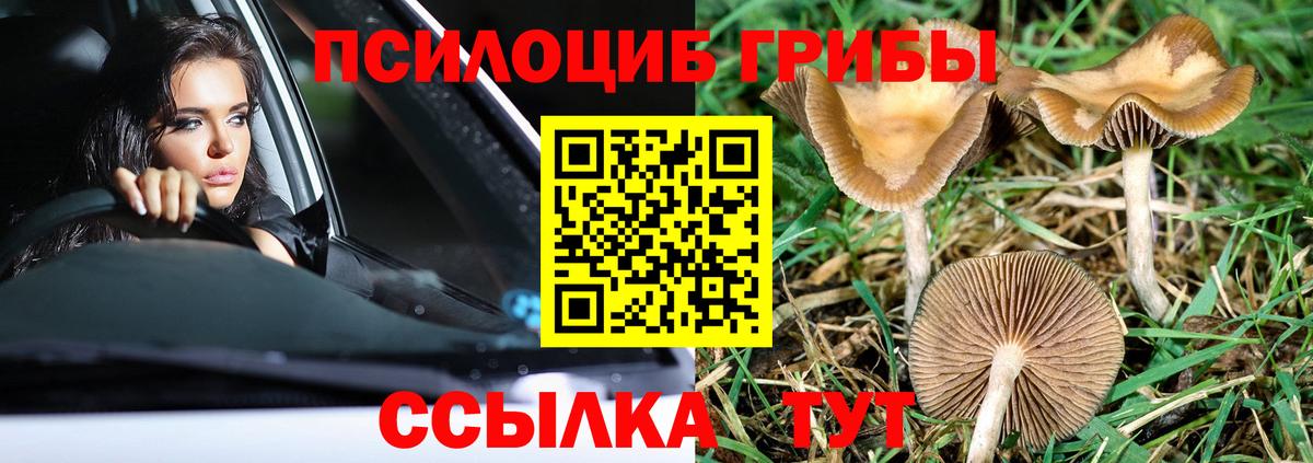 Псилоцибиновые грибы Psilocybe  Псилоцибиновые грибы GOLDEN TEACHER  Клинцы  Вход с VPN 